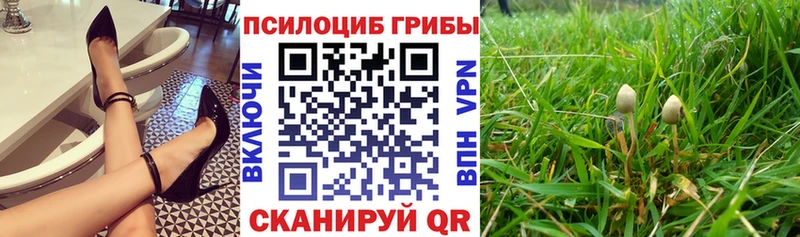 Псилоцибиновые грибы Cubensis  Купить где  Кедровый 
